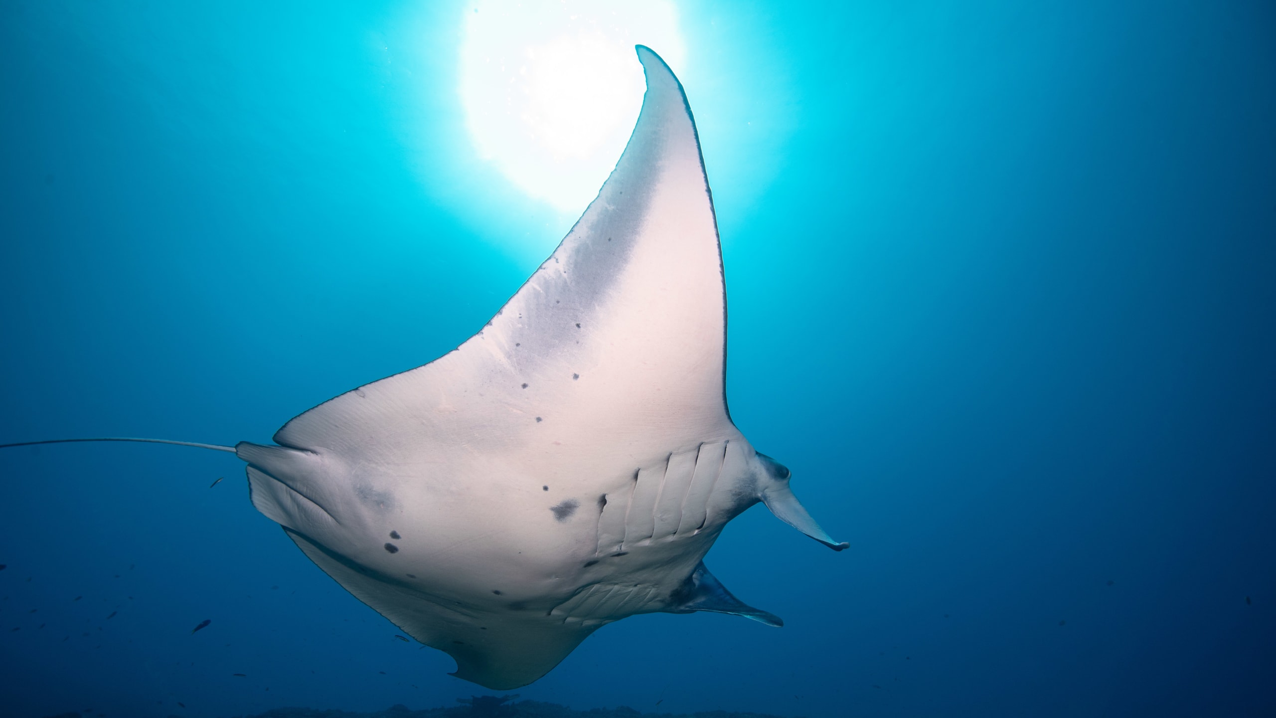 Rescue Diver Nusa Penida